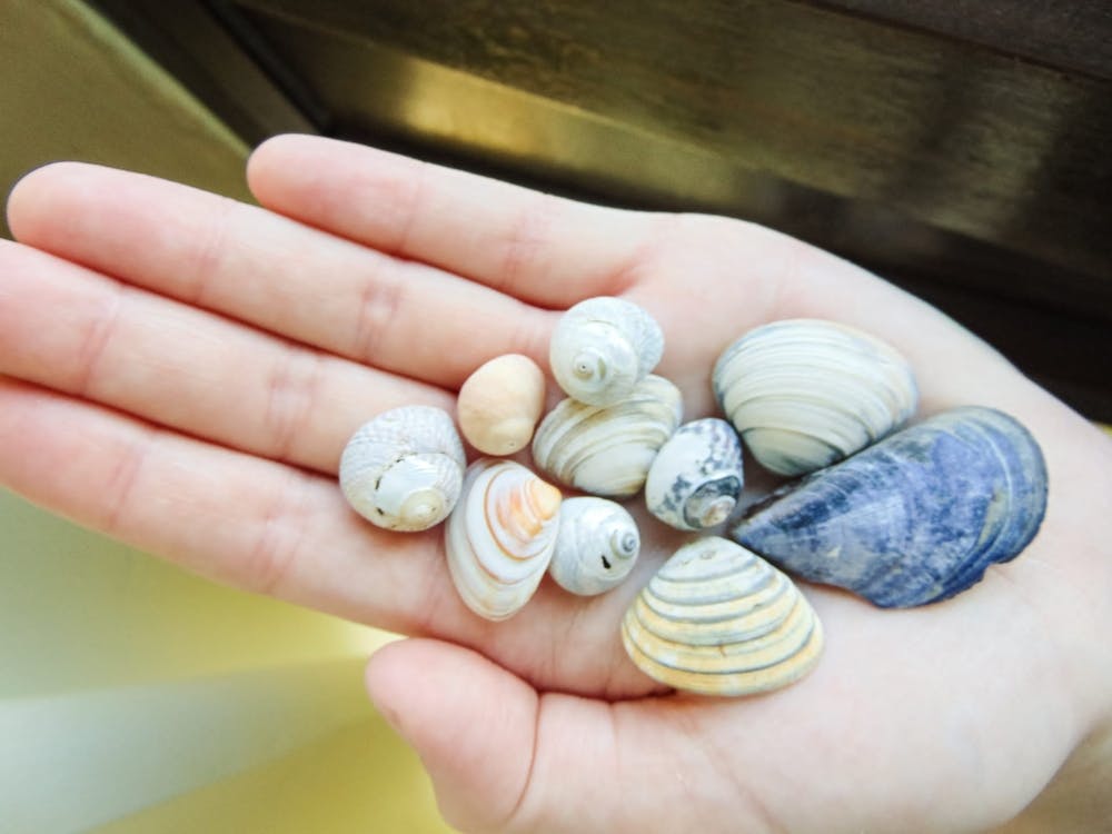 Shells In The Hand