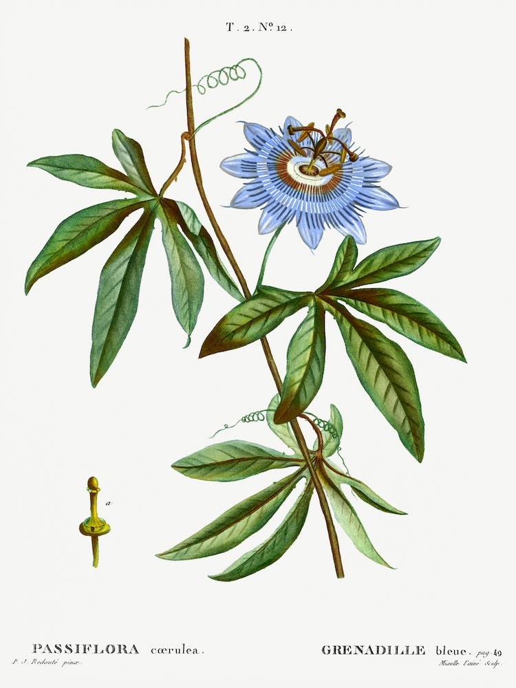 Blue Passionflower, Pierre Joseph Redoute