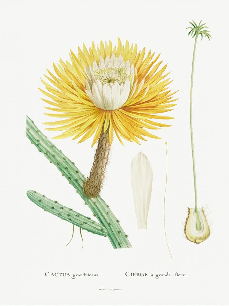 Cactus Grandiflorus, Pierre Joseph Redoute