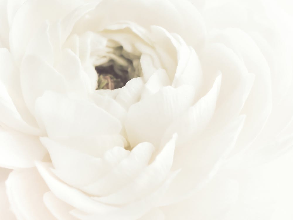 White Bloom_2242735