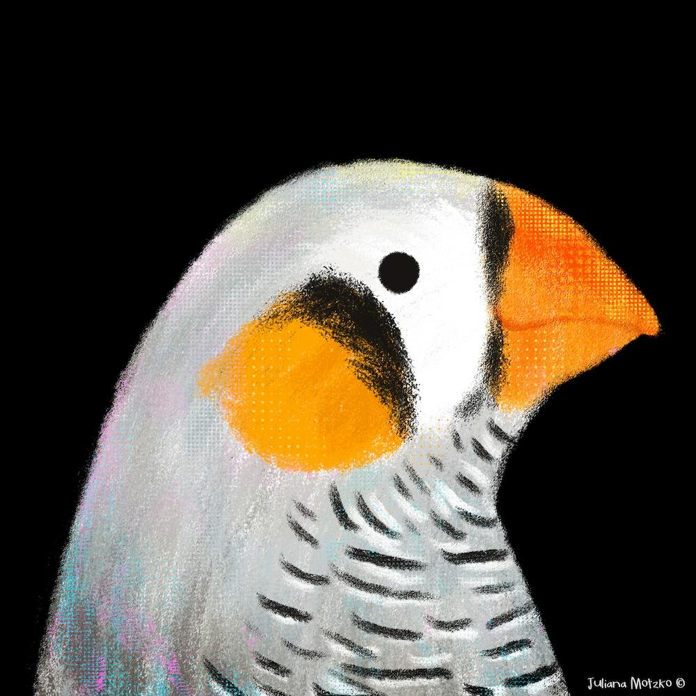Zebra Finch Bird Square