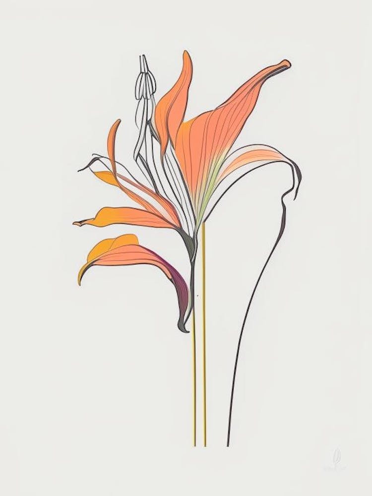 Lilium Floral Minimal Line Drawing 3 Flower