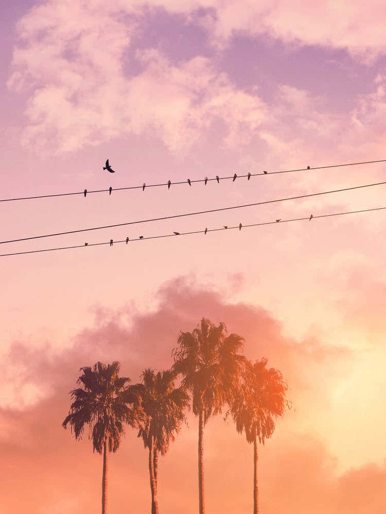 Birds On A Wire