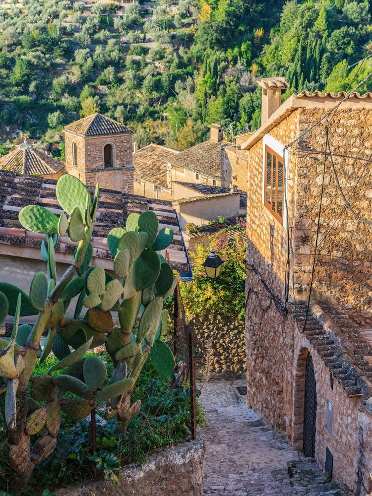 Spain Mallorca, Cactus In The Village