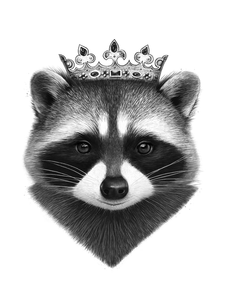 King Raccoon