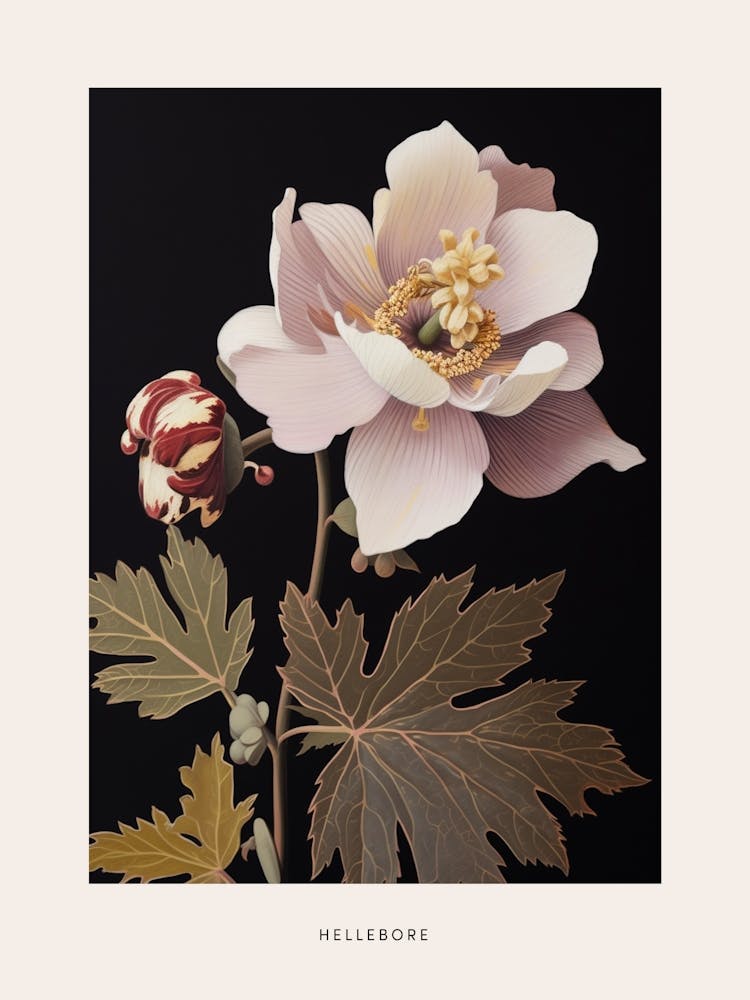 Flower Illustration Hellebore Poster