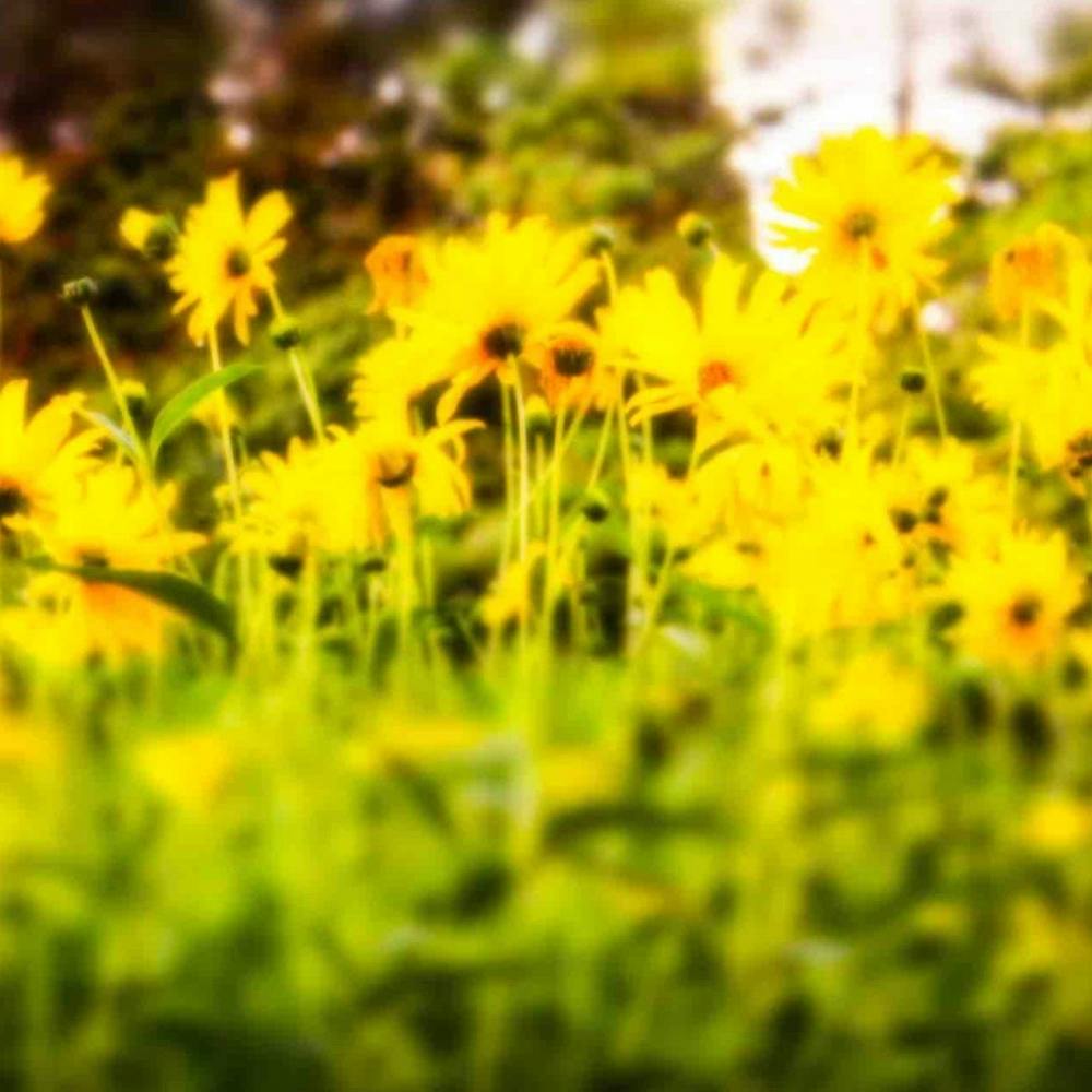Hazy Yellow FLowers