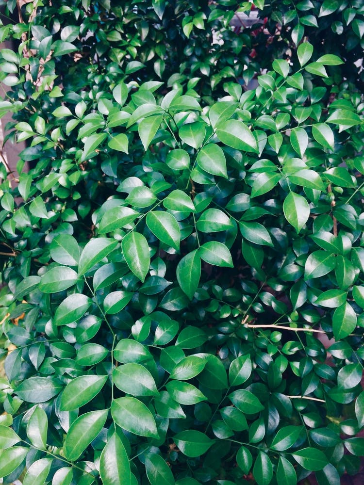 Green Leaves On A Bush