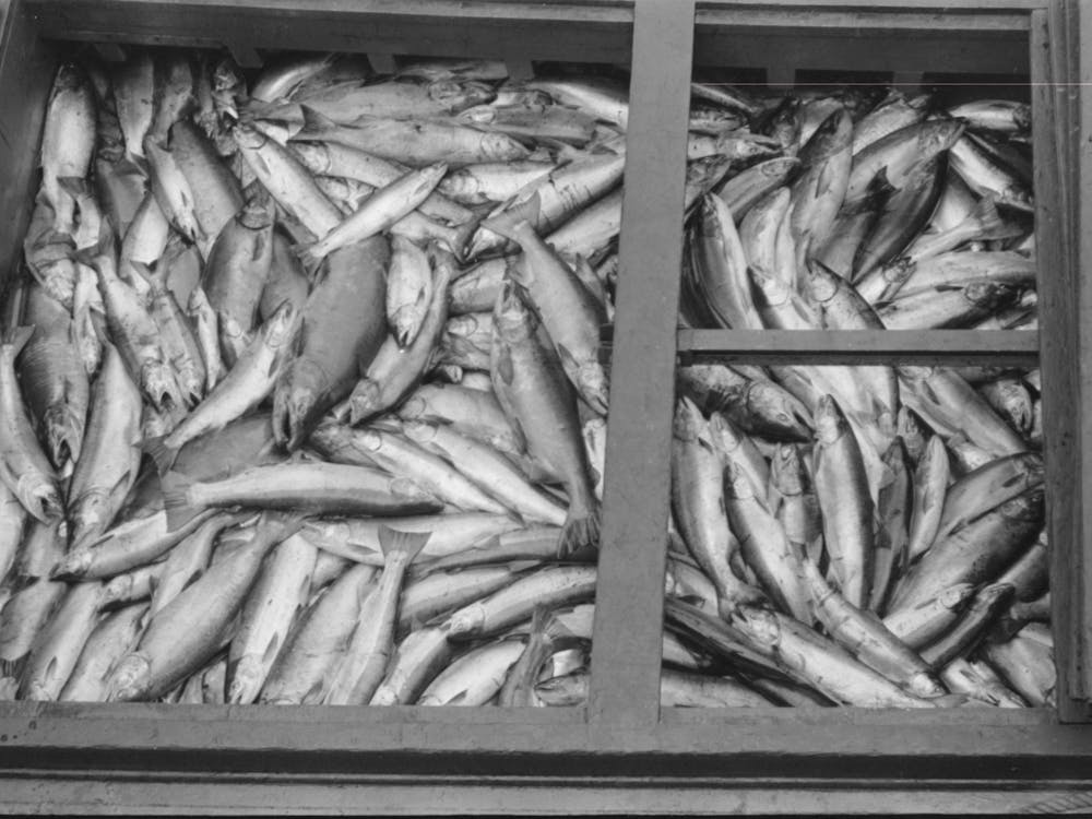 Salmon, Astoria, Oregon By Russell Lee