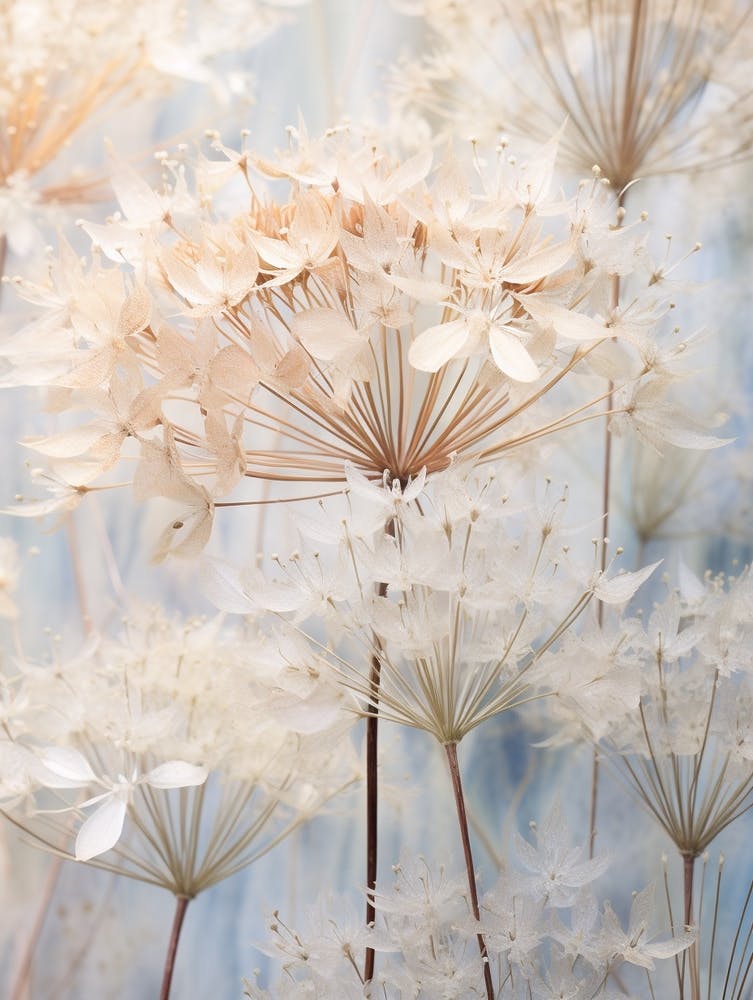 Boho Dried Flowers Agapanthus 2