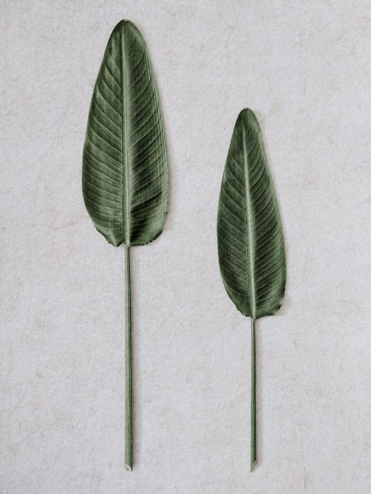 Tropical Strelitzia Leaveas