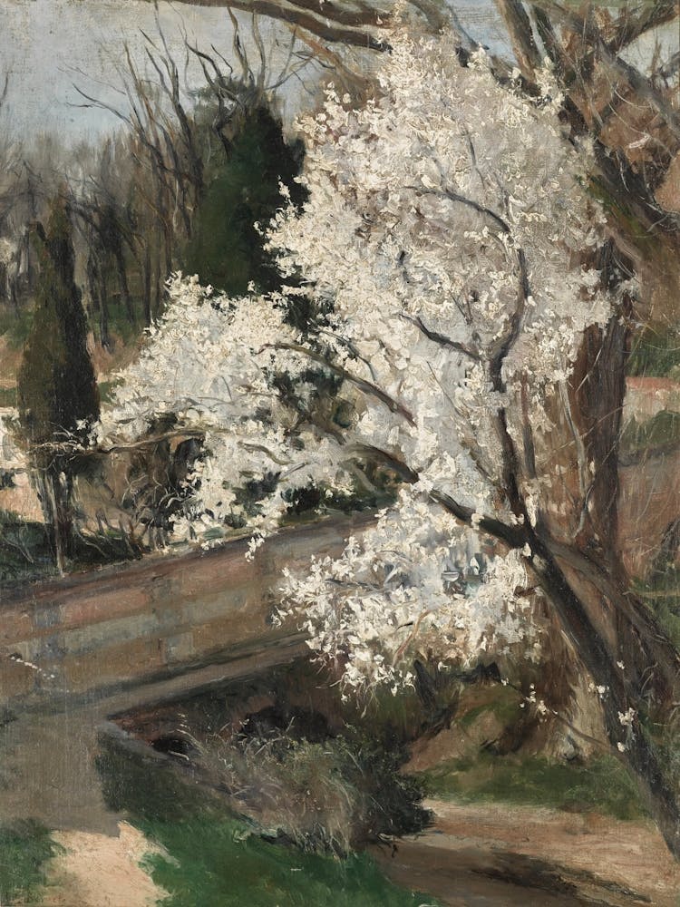 Blossoming Cherry Tree