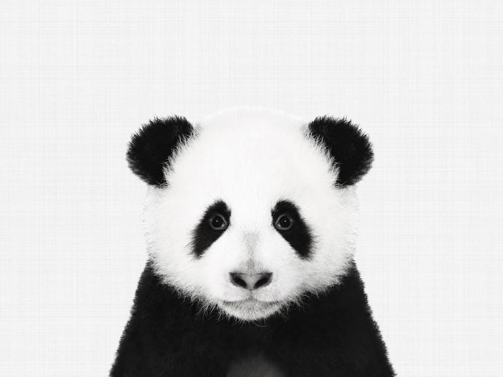 Panda BW I