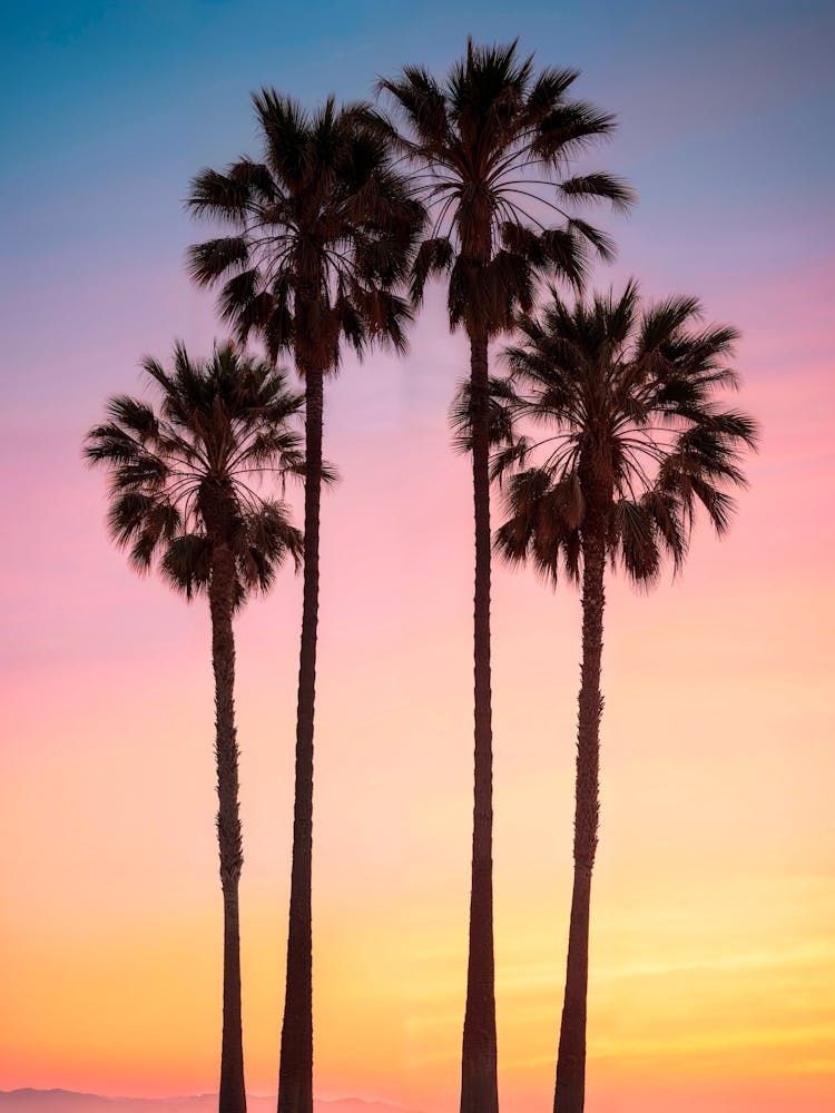 California Dreaming - Palmiers au Coucher de Soleil sur la Plage