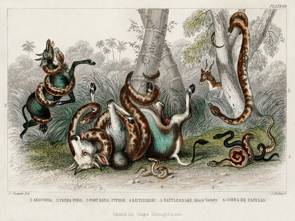 Collection Of Various Snakes, Oliver Goldsmith