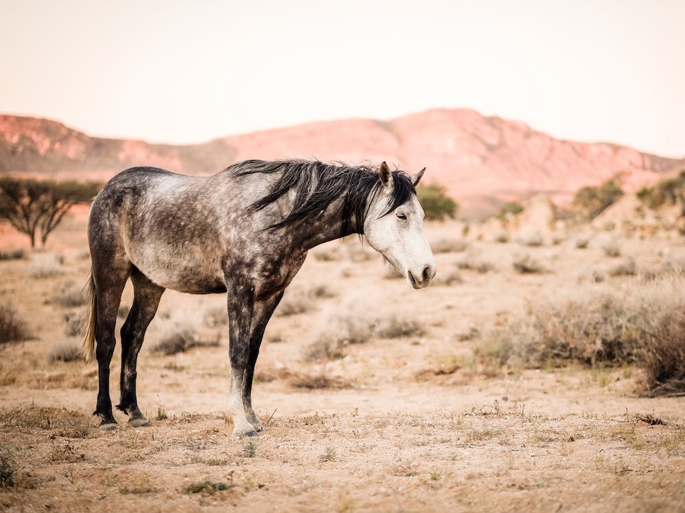 Desert Wild Horse