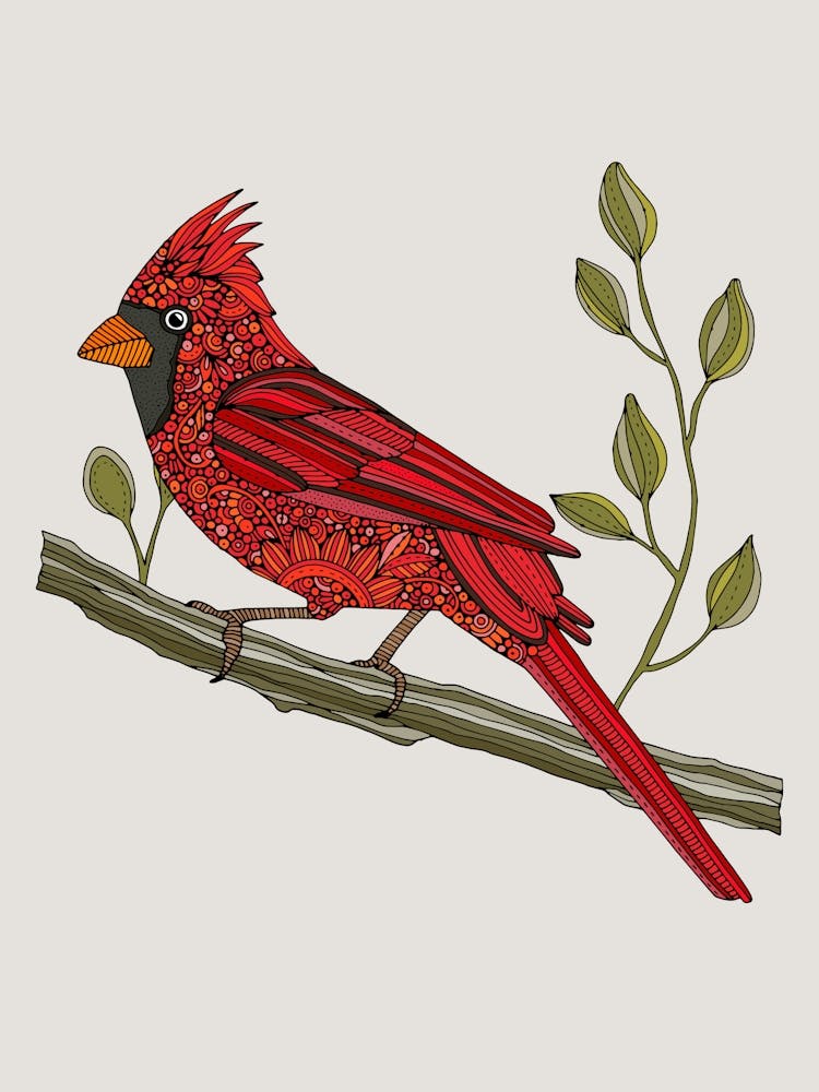 Jaclyn The Cardinal