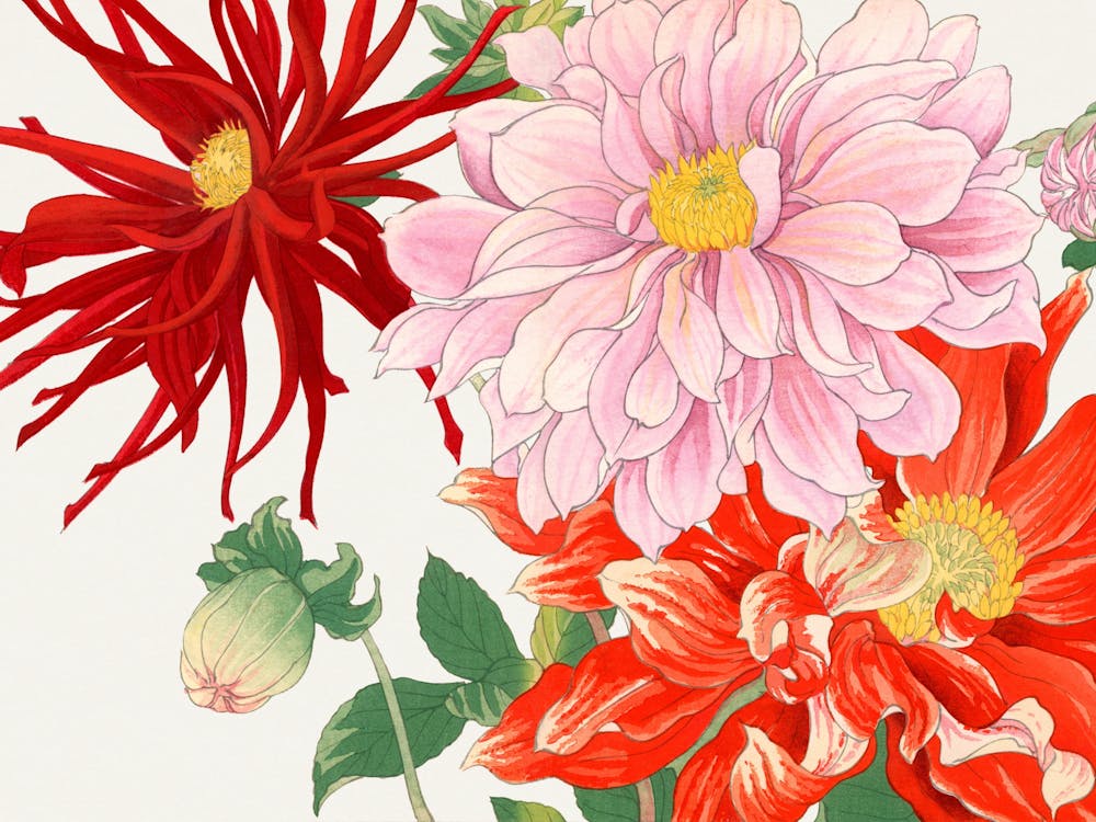 Dahlias 2