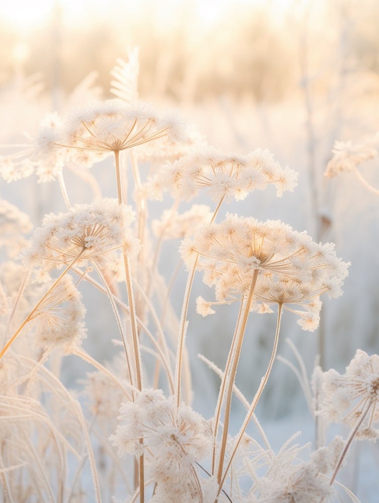 Frosty Botanical Queen Annes Lace 6