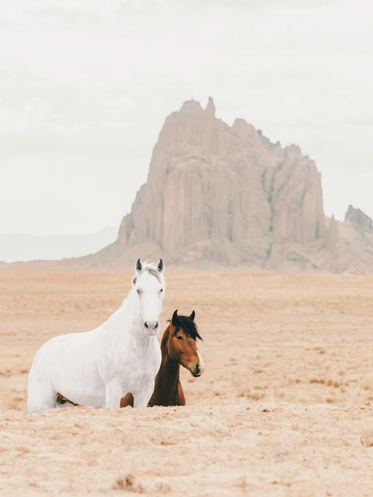Wild Horses In Shiprock New Mexico