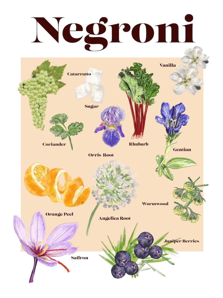 Negroni Cocktail