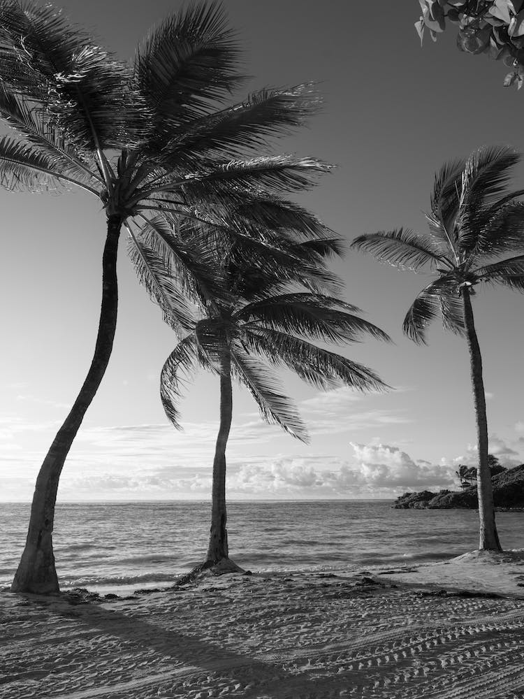 Sunset Palms