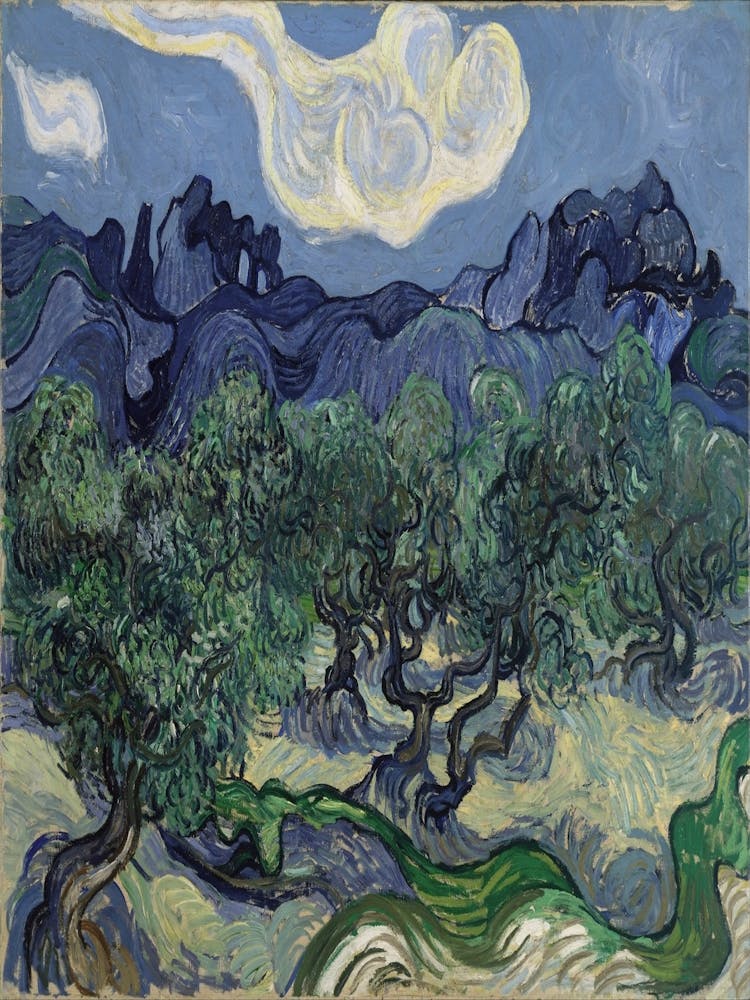 Olive Trees In The Meadow 1