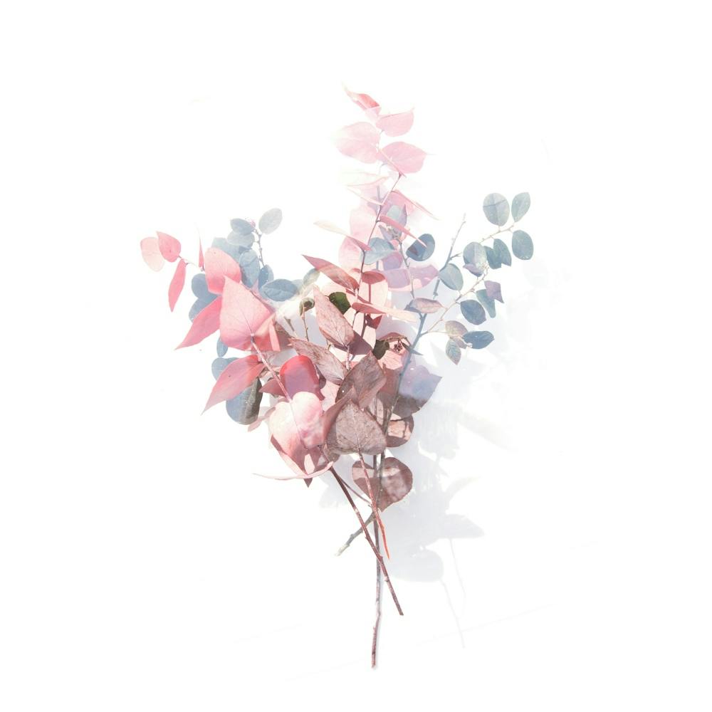 Eucalyptus 3