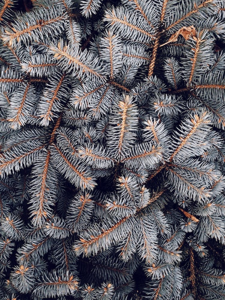 Pine Tree Branches