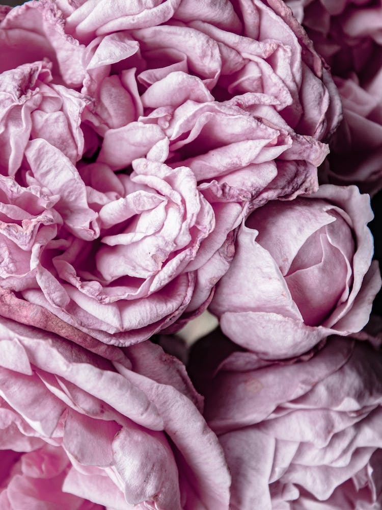 Pink Roses 3