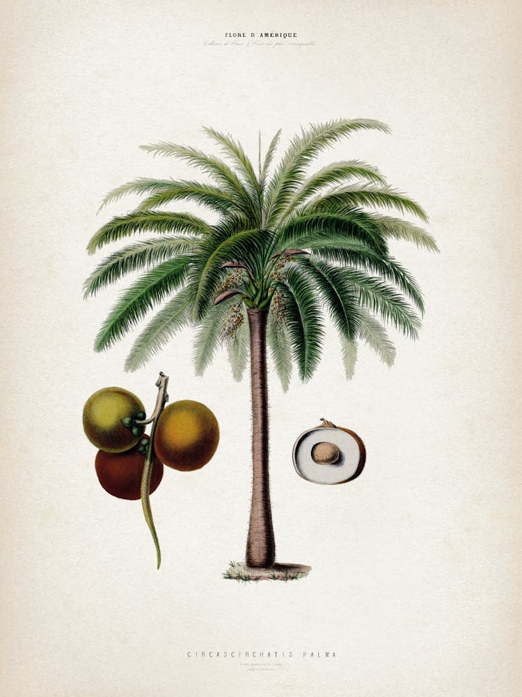 Vintage Denisse 5 Circascirchatis Palma