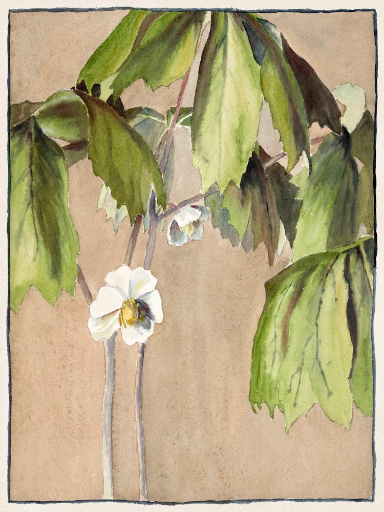 May Apple (1915), Hannah Borger Overbeck