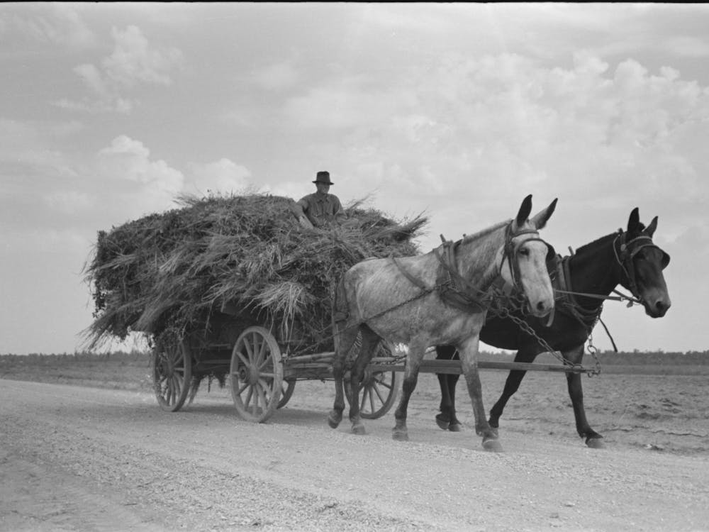 Moving Soybean Hay To Barn, Lake Dick Project, Arkansas By Russell Lee