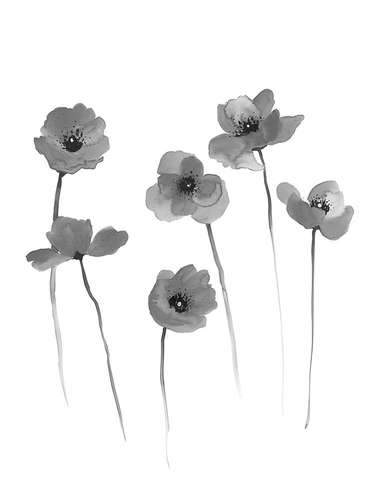 Black And White Flowers