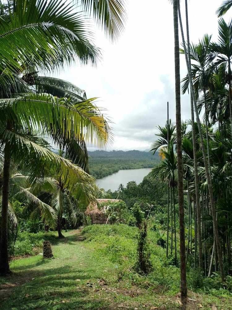 Palm Trees In The Jungle