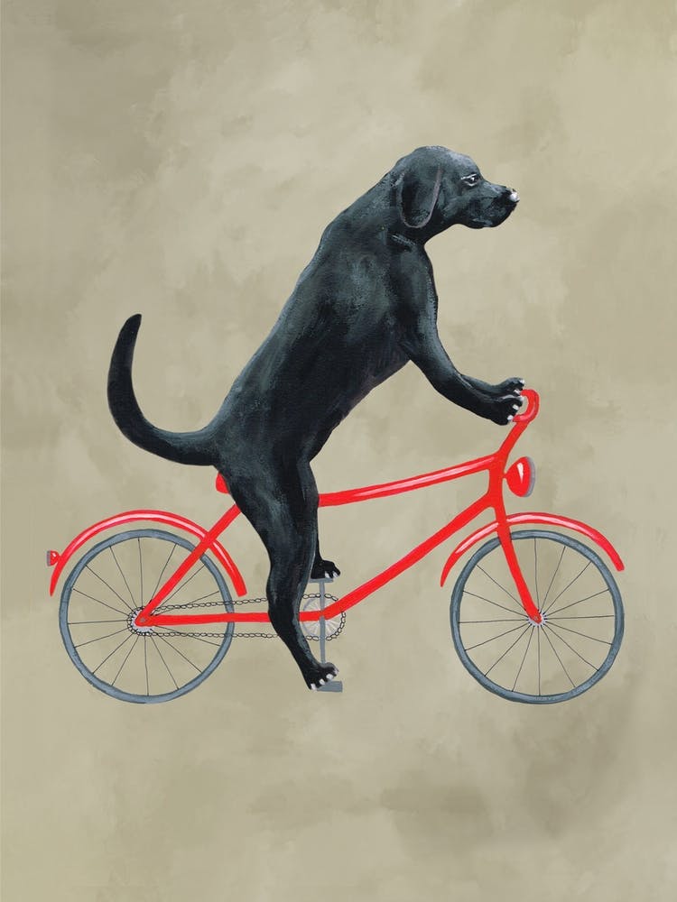 Labrador On Bicycle