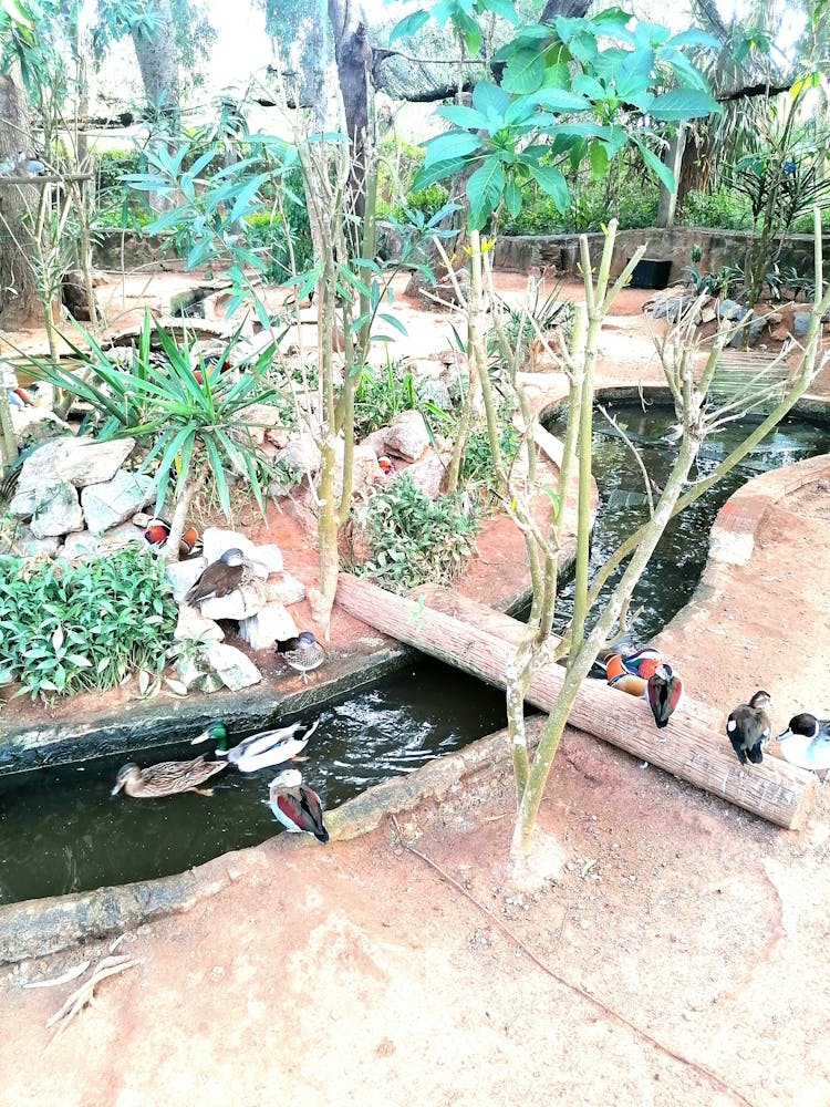 little birds in beautiful environement