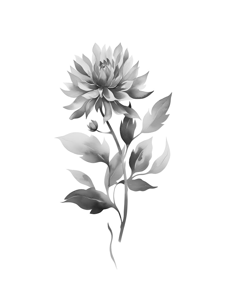 Dahlia