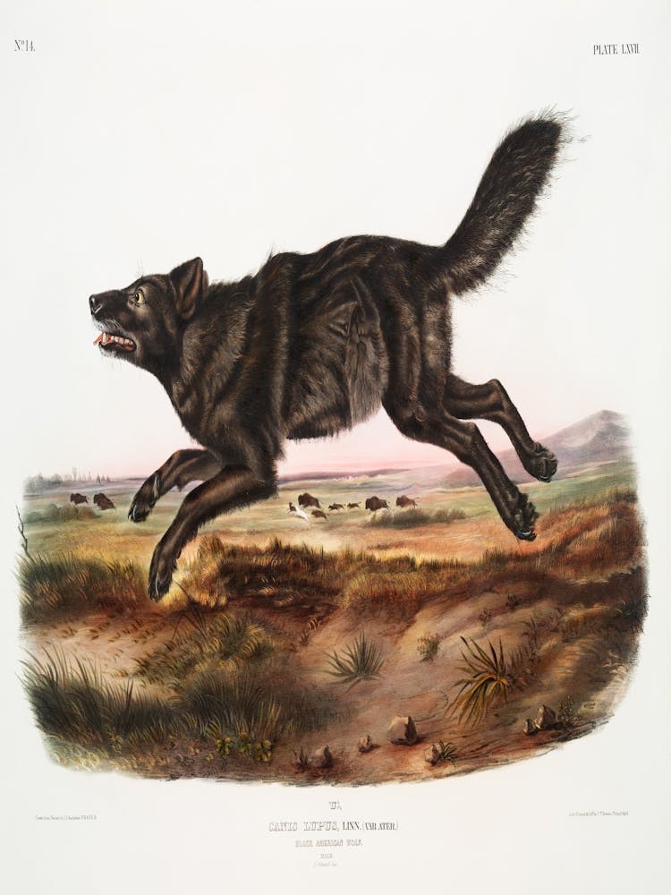 Wolfdog