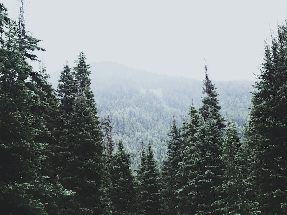North Cascades Forêt Nationale USA II