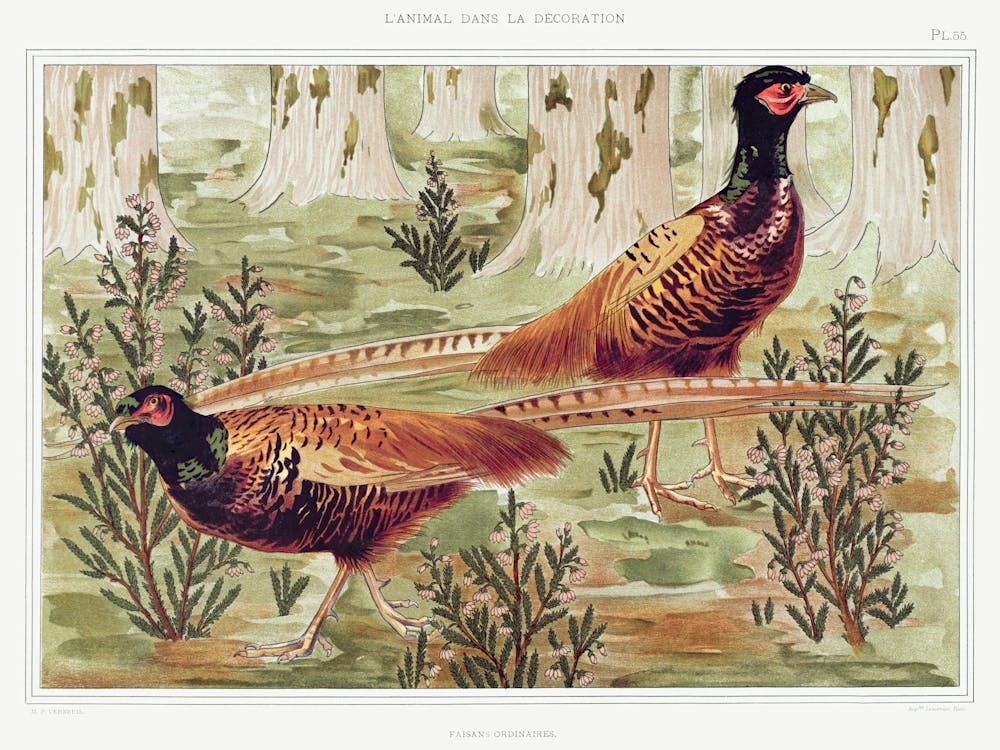 Ordinary Pheasants From The Animal In The Decoration (1897), Maurice Pillard Verneuil