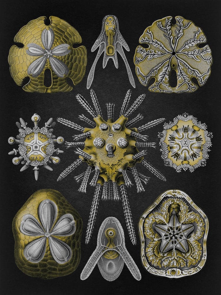 Vintage Haeckel 12 Tafel 30 Igelsterne