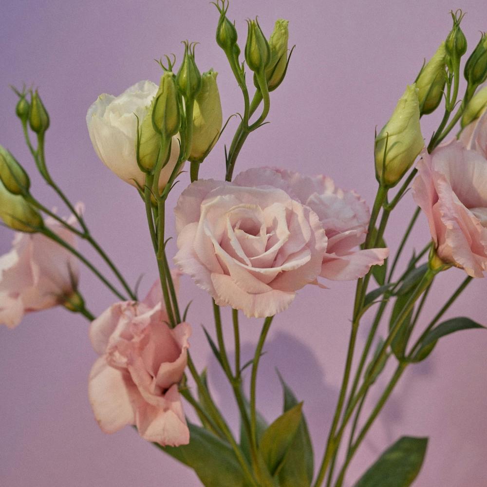 Pink Carnations