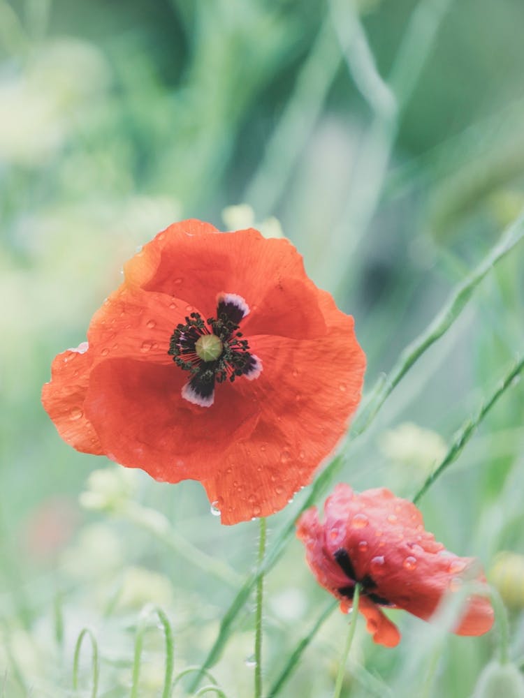 Rote Mohnblumen nach dem Regen