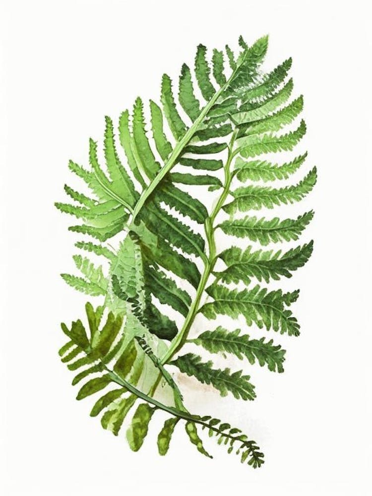 Hare S Foot Fern Watercolour