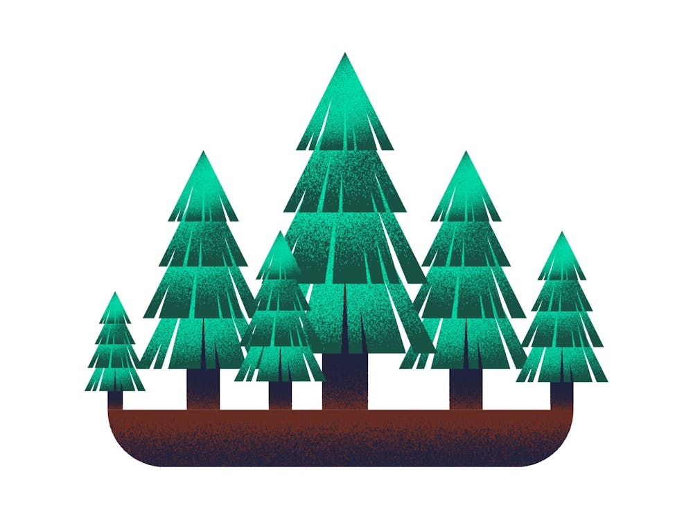Fir Trees In The Forest