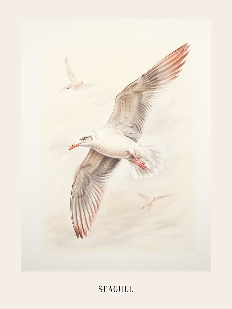Vintage Bird Drawing Seagull 3 Poster