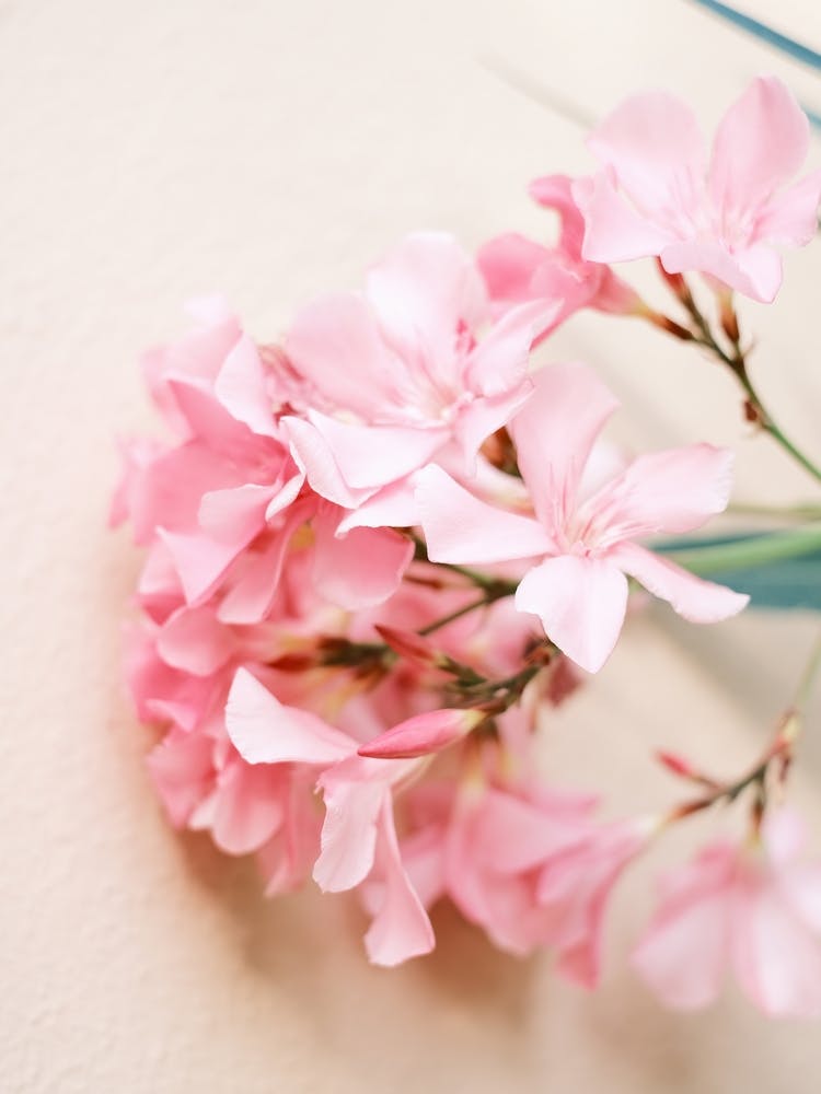 Pink Flower // Nature Photography