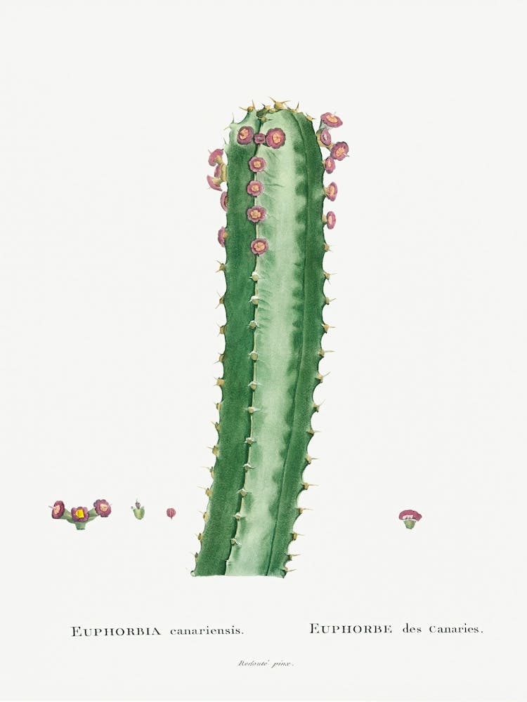 Euphorbia Canariensis Image From Histoire Des Plantes Grasses (1799), Pierre Joseph Redoute