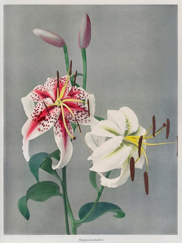 Lily, Hand Colored Collotype From Some Japanese Flowers (1897), Kazumasa Ogawa 1